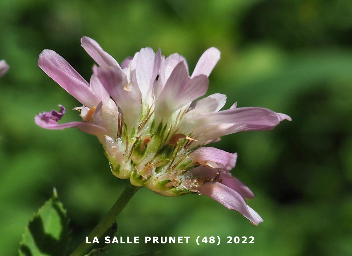 Clover, Persian flower